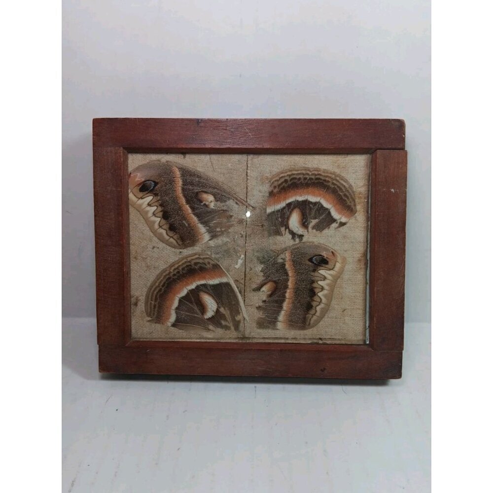 Antique Taxidermy Entomology Butterfly Moth Framed Wings